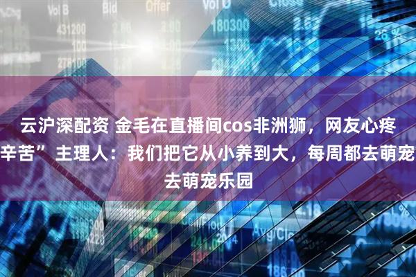 云沪深配资 金毛在直播间cos非洲狮，网友心疼“太辛苦” 主理人：我们把它从小养到大，每周都去萌宠乐园